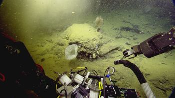 Media type: image;   Invertebrate Zoology 153111 Description: live specimen;
